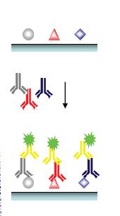 Čipy pro stanovení protilátek Antigen čipy Na povrchu spotované známé antigeny syntetické proteiny, peptidy Inkubace