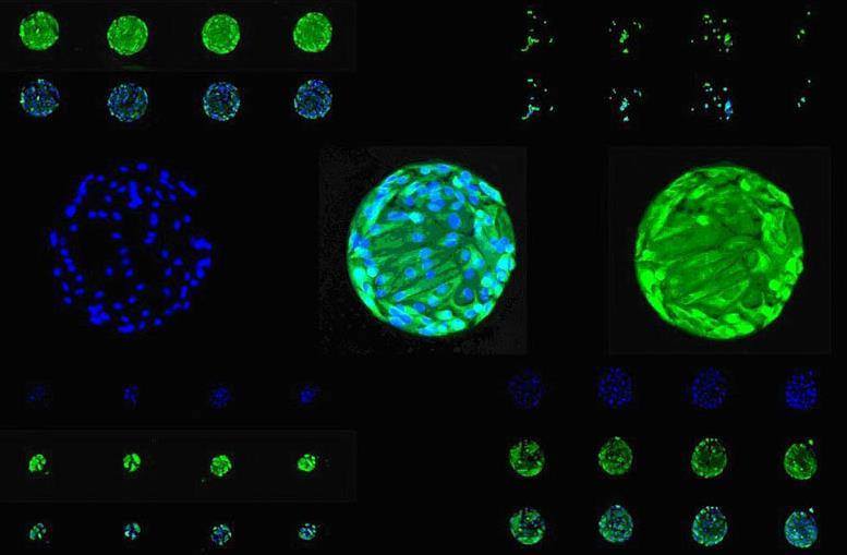 Buněčné čipy Přímý formát Spotované protilátky Inkubace s buněčnou suspenzí Transfekční čipy - buňky rostou na povrchu čipu s naspotovanou cdna Během