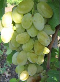 SVILENA SVILENA je raná Bulharská odrůda zrající začátkem září. Hrozny jsou velké 600-800 g.