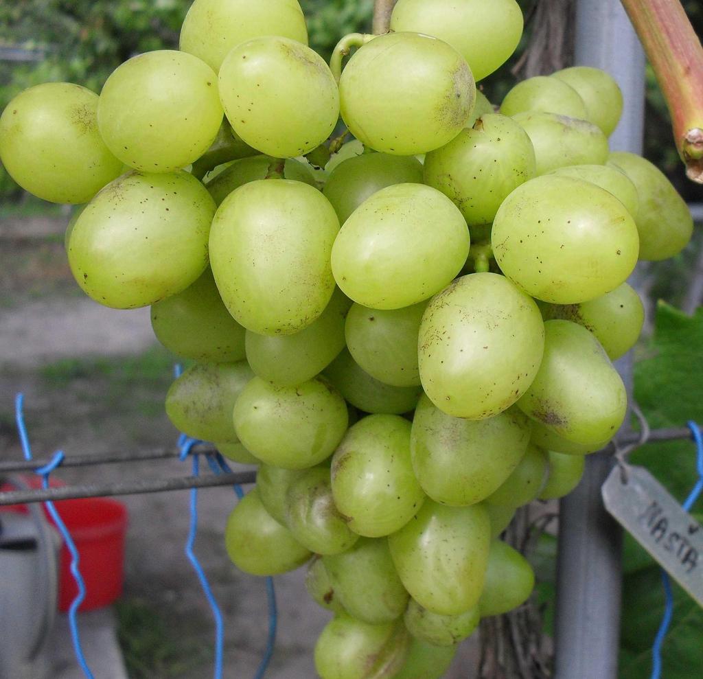 Růst je střední až silný. Hrozny jsou velké až velmi velké, o váze 500-700 g a mimořádně dosahují až 2 kg. Bobule jsou velké 28 x 23 mm a více o váze 7-15 g oválné, zeleno žluté barvy.