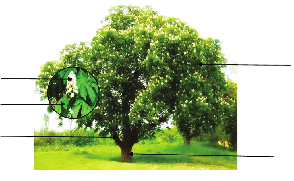 Stromy Anotace: seznamuje žáky s vnější a vnitřní stavbou stromu a se základními rozdíly mezi jehličnatými a listnatými, opadavými a Zároveň vysvětluje rozdíl mezi krytosemennými a nahosemennými