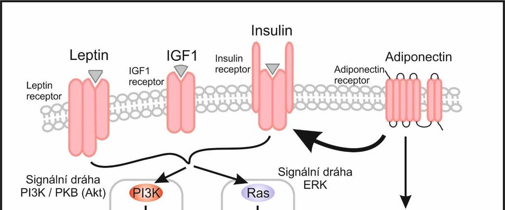 Schéma 4: Biologický účinek leptinu, IGF1, inzulínu a adiponektinu je zprostředkován receptory. Leptin, IGF1 a inzulín aktivují dvě hlavní prorůstové signální dráhy.