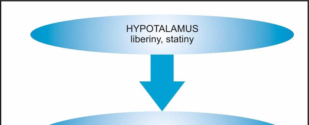 Schéma 1: Hypothalamo-hypofyzární systém řízení sekrece hormonů Sekreční kaskáda řízení růstu začíná u