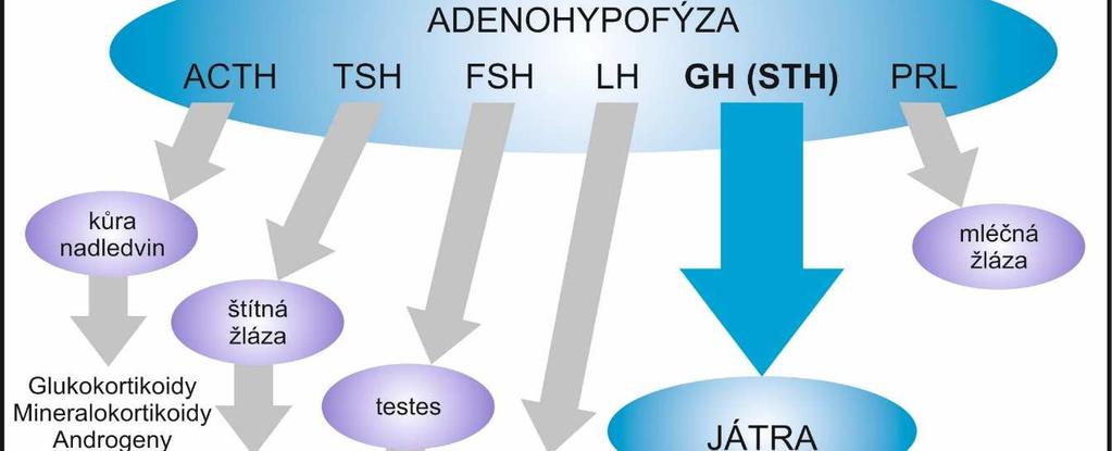 případě GH. Za stimulaci sekrece GH je odpovědný somatoliberin, inhibičně působí somatostatin.