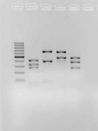 Obrázek 2: Restrikční profily PCR produktu 16S rdna známých druhů fytoplazem získané pomocí Rsa 1 M A B C D BL M - GeneRuler 100 bp DNA Ladder; A - Candidatus Phytoplasma asteris nebo Candidatus