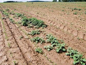 Při výběru pozemku je také vhodné zvážit vzdálenost od silných zdrojů infekce, které mají především lokální význam ještě před epidemickým šířením choroby. Jedná se např.