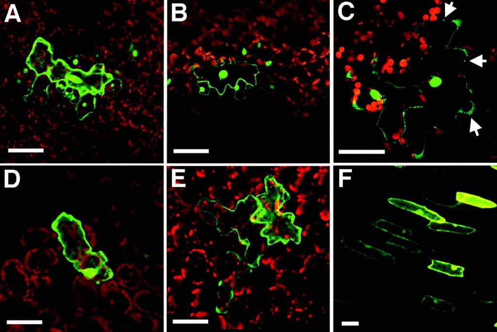 Intercellular trafficking of GFP fusion proteins after microprojectile bombardment Kim J. Y. et.al.