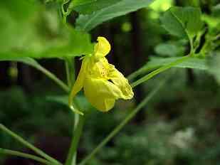 Impatiens