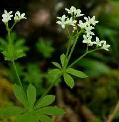 Galium