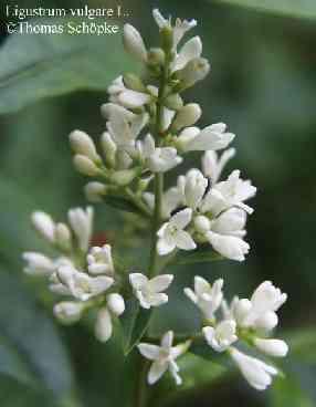 Ligustrum