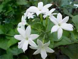 Jasminum