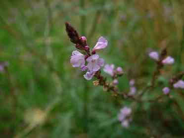 Verbena