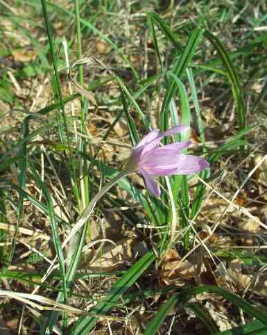 Colchicum