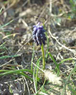 Muscari