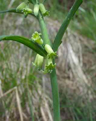 Polygonatum