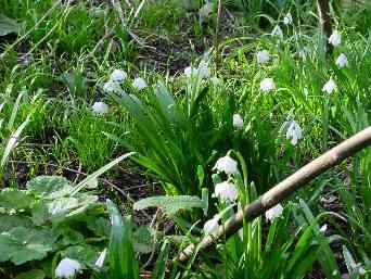 Leucojum