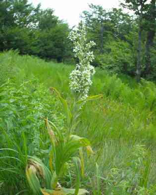 Veratrum