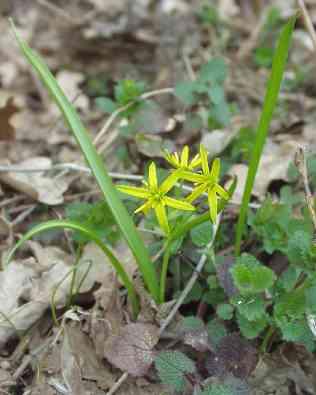 lutea