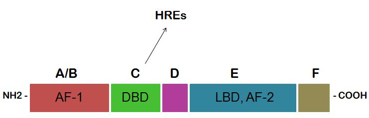 Doména vážící ligandy (doména E; LBD, z angl. Ligand Binding Domain) má stálou strukturu stejně jako DBD a společně s ní také patří mezi nejvýznamnější domény jaderného receptoru.