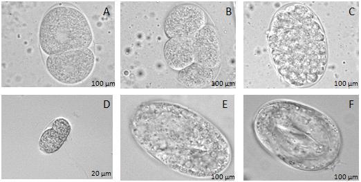 Obr.6: Životní cyklus C. elegans. Obrázky A F označují vývoj embrya. Embryogenze do stádia na obrázku C probíhá v děloze (uterus), dále se embrya vyvíjí (obr.