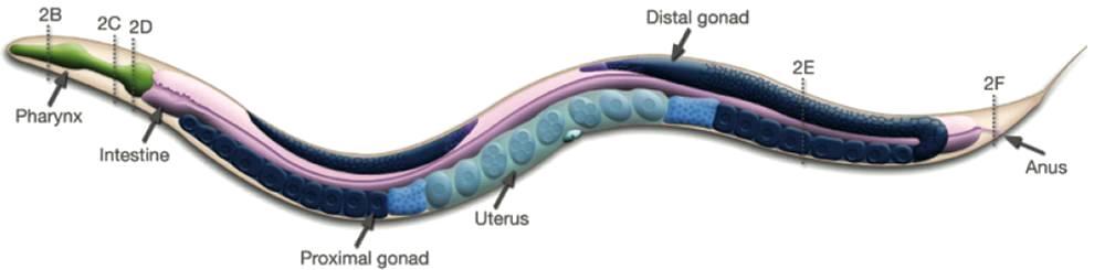 1.3.2. Kultivace C. elegans Kultivace Caenorhabditis elegans v laboratorních podmínkách je velmi snadná.