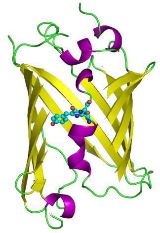 proteinu je vázána molekula chromoforu 4-(p-hydroxybenzylidin)imidazolidin-5-on, označovaná jako HBI, což je látka zodpovědná za barevnost molekuly tím, že je schopná absorbovat záření o určité