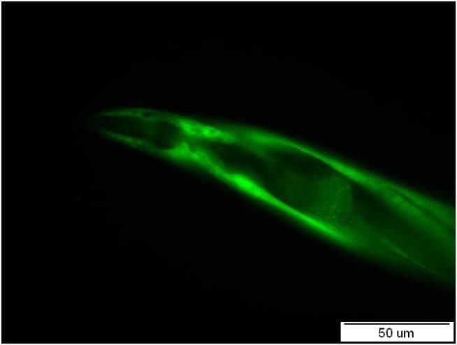 A B C Obr.30: Detailní pohledy na hlavu (A), tělo (B) a ocásek (C) transgenní linie nhr-97::gfp P2A C. elegans.