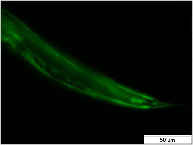 elegans pomocí zeleného fluorescenčního proteinu Exprese nhr-97 v transgenní linii nhr-97::gfp P3A C. elegans nebyla lokalizována.