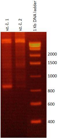 4.4 Studium vlivu inhibice nhr-97 metodou RNA interference provedenou na divokém typu N2 C. elegans Inhibice genu nhr-97 byla provedena metodou RNA interference. Dvojvláknová RNA nhr-97 (Kap.3.