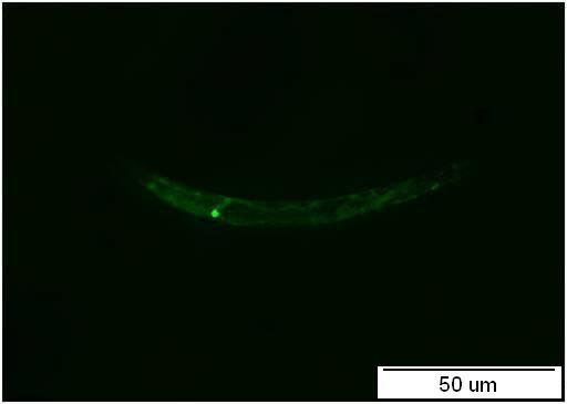 elegans. A B Obr.42: Uhynulá larva L1 s nesprávně vyvinutým hltanem (A, označena šipkou).