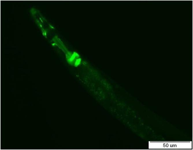 oblasti ocásku zůstává zachována (označují bílé šipky). Obr. A i B byl fotografován pomocí UV lampy Olympus U-RFL-T. A B Obr.44: Detailní pohled na hltan transgenní linie nhr-97::gfp P2B C. elegans.