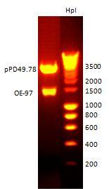 Obr.45: Fragment cdna nhr-97 isoformy A (1327 bp), navržený pro indukovanou expresi genu, po amplifikaci metodou PCR. Použitým standardem byl Hyper LadderI.