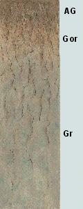 Hlavní půdní typy ČR - gleje AG humusový horizont se znaky glejového procesu Gor Glejový horizont oxidačně-redukčního charakteru Gr glejový horizont redukčního charakteru Gleje jsou rozšířeny po