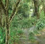 被丘陵起伏的郊野公園圍繞, 形成的低地一直支援公園缺少的生態和野生生物 世界自然基金會香港分會本地生物多樣性及華南濕地高級項目主管劉惠寧博士警告 : 當這些 不包括土地 受到破壞, 郊野公園整個生態系統都將受到牽連