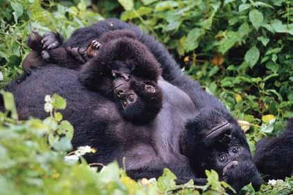 Martin Harvey / WWF-Canon 和我們一樣, 牠們 ( 山地大猩猩 ) 也有關愛和照顧 WWF-Canon / Martin Harvey 生態旅遊對大猩猩數目有顯著幫助, 亦為當地社區帶來就業機會和收入 甚麼原因讓你投身大猩猩的保育工作? 我在 1999 年加入這個項目工作之前, 從來沒有見過山地大猩猩 第一次看見這毛茸茸的龐然巨物時, 我感到非常震驚!