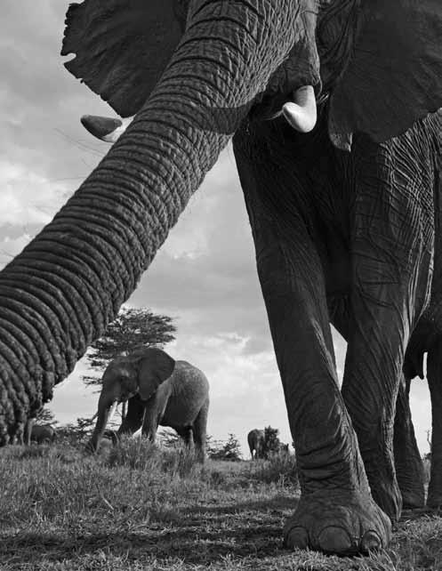 8 公噸充公象牙, 並由總統親自點火, 清晰地表達國家對大象保育的決心 根據 大象貿易資訊系統 數字, 香港海關自 2000 年檢獲的非法象牙來源地