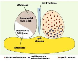 B A Obr.2: A) Umístění SCN v hypotalamu hlodavce 1. 3V třetí mozková komora (third ventricle), opt optický nerv. B) Dělení SCN 2.