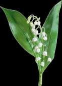 Alliaria petiolata Convallaria majalis Galium