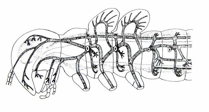 Podkmen: Mnohonozí (Myriapoda) Tělo členěno na hlavu a trup Velký počet párů noh na