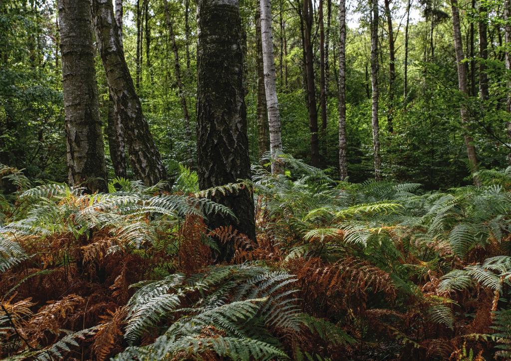 Evropě. 12 tisíc let starý les je tak v bezpečí minimálně do konce roku 2019.