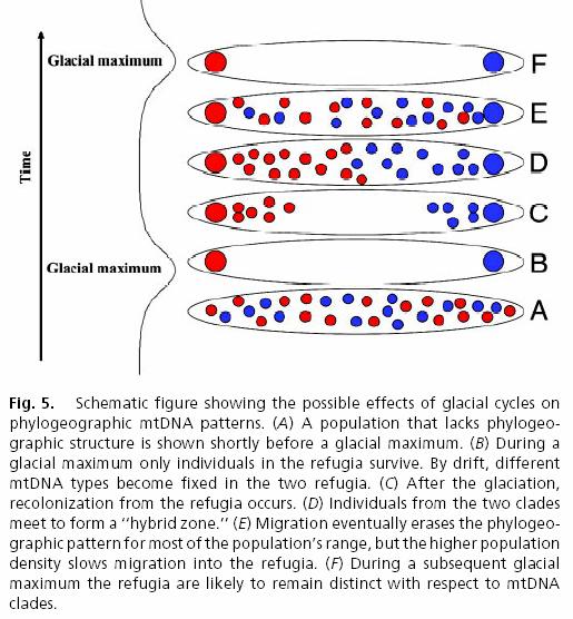 Hofreiter M. et al.