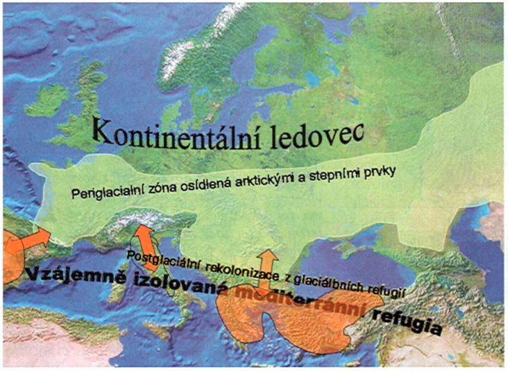 ORD model oscilační areálové dynamiky orbitally forced range dynamics nízká specializace vyšší migralita a dispersalita genetická homogenita snižování rychlosti speciace (vs model refugií!