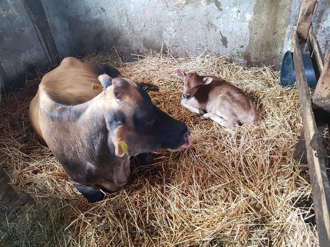 dobrodružstvím. Paní majitelka ctí myšlenku kontaktní farmy, tudíž si děti mohly všechna zvířátka pohladit, nakrmit je, pohrát si.