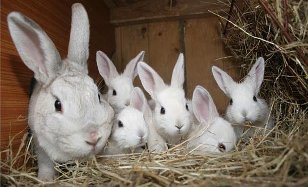 Den na farmě Vyhledej informace o daném zvířátku.