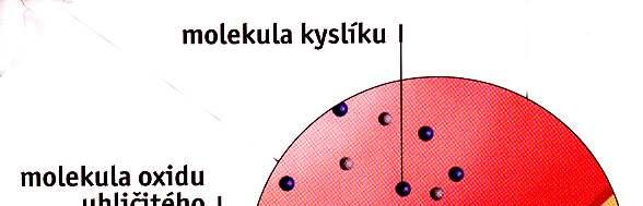 Výměna plynů při dýchání Alveolární vzduch O2