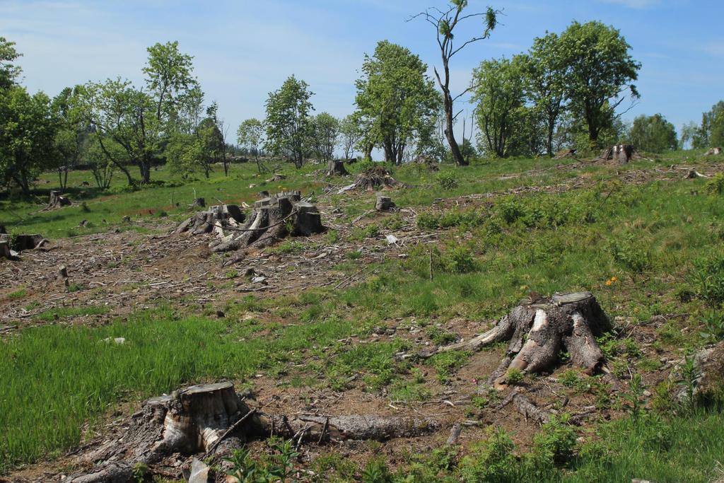 Blokace sukcese a drobné disturbance na bezlesí vrátily díky projektu Zpracování dílčích projektů pro prořezávky náletových dřevin vybraných lokalit bezlesí NP Šumava (Pavlíčko A.