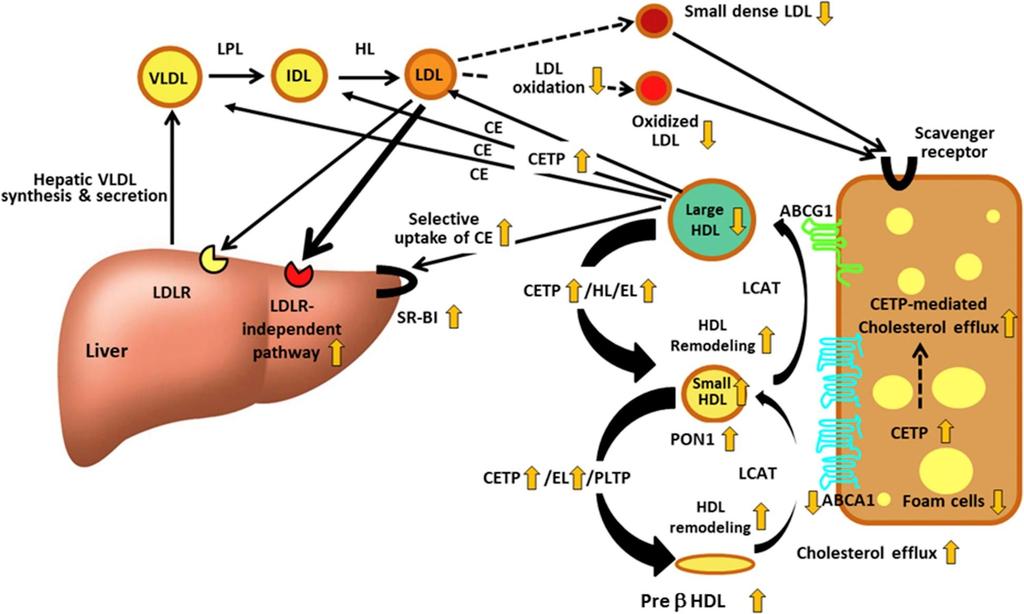 Probucol: Fig. 1 antiaterogenní působení nižší aktivity CETP?