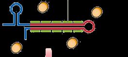 noncoding) DMPK Rx Increases production of therapeutic