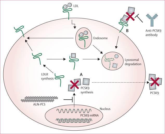 sirna: intracelulární interference s genovou transkripcí Fitzgerald K, Frank-Kamenetsky M, Shulga-Morskaya S et al.