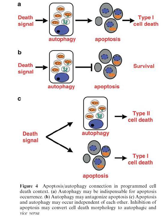 Vztah apoptózy a autofagie Autofagie může být nezbytná pro apoptózu či působit proti ní.